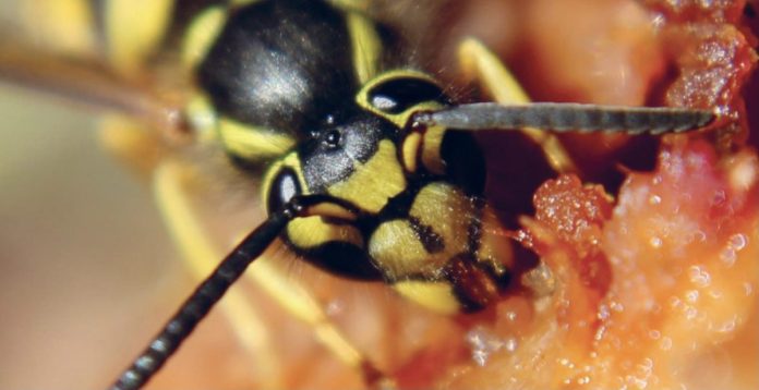 Worcestershire households urged to call in pest professionals over wasp problems
